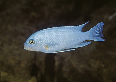 Maylandia nkhunguensis 'Nkhungu Reef'